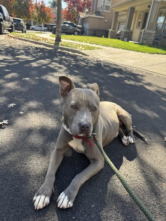 Enlarge Alfie, a Adoptable Pit Bull Terrier in Oakdale, CA image 4/4