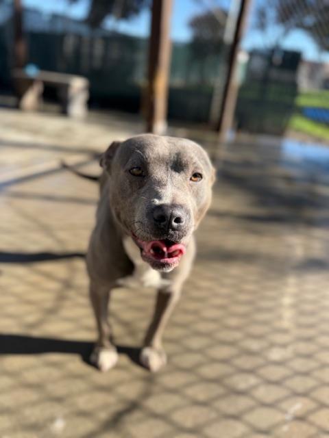 Enlarge Alfie, a Adoptable Pit Bull Terrier in Oakdale, CA image 1/4