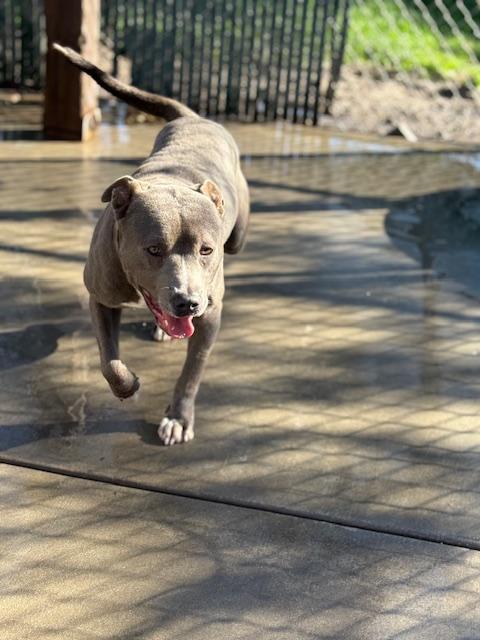 Enlarge Alfie, a Adoptable Pit Bull Terrier in Oakdale, CA image 2/4