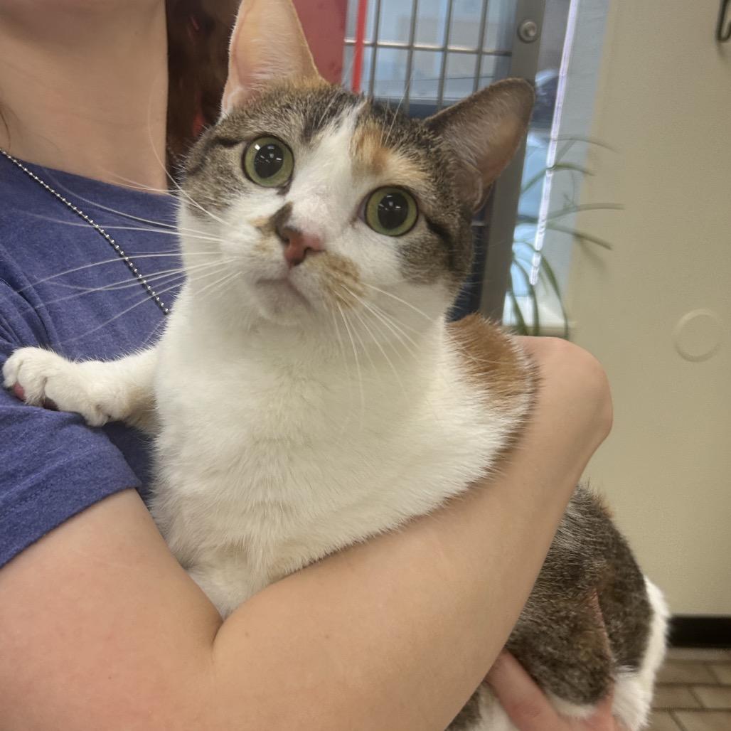 Enlarge Cali, a Adoptable Domestic Short Hair in Tulsa, OK image 1/1