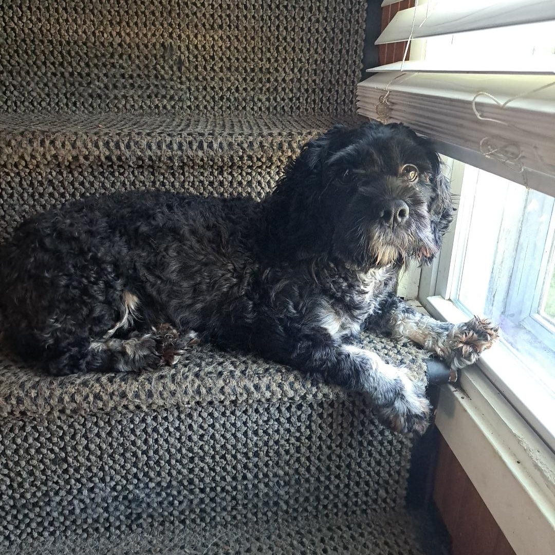 Bella, ADOPTABLE, Adult Female Cocker Spaniel.