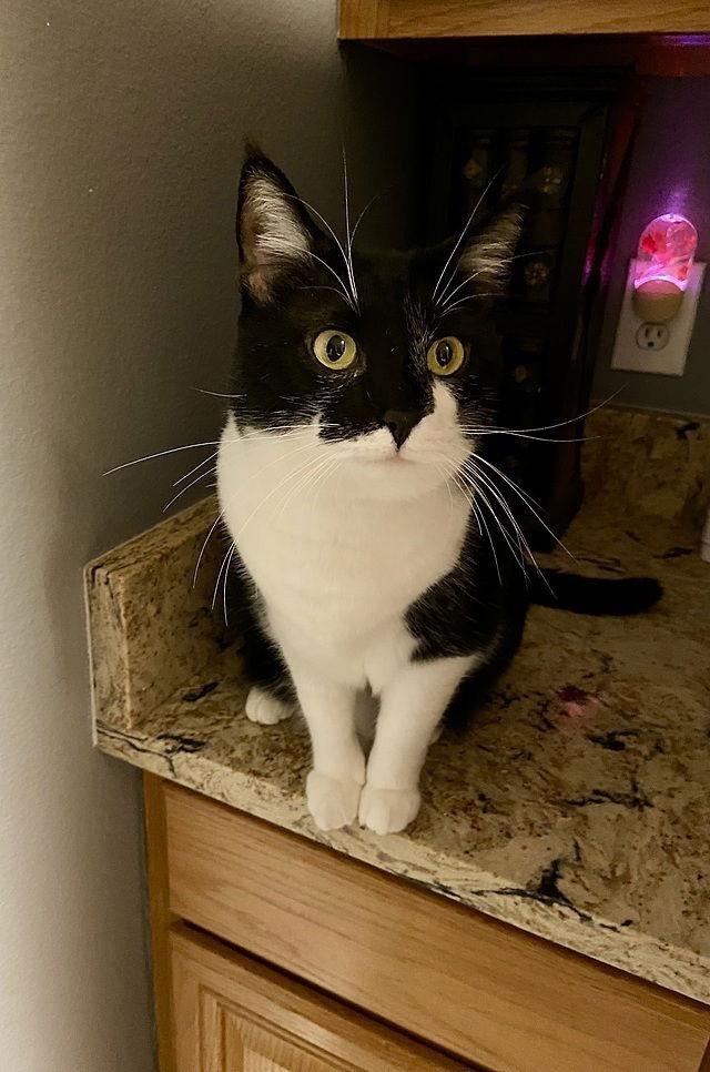 Enlarge Katara, a Adoptable Domestic Short Hair in Tampa, FL image 2/3