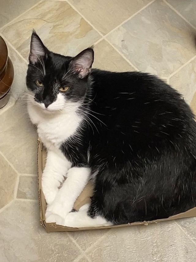 Katara, a Adoptable Domestic Short Hair in Tampa, FL image 2/3