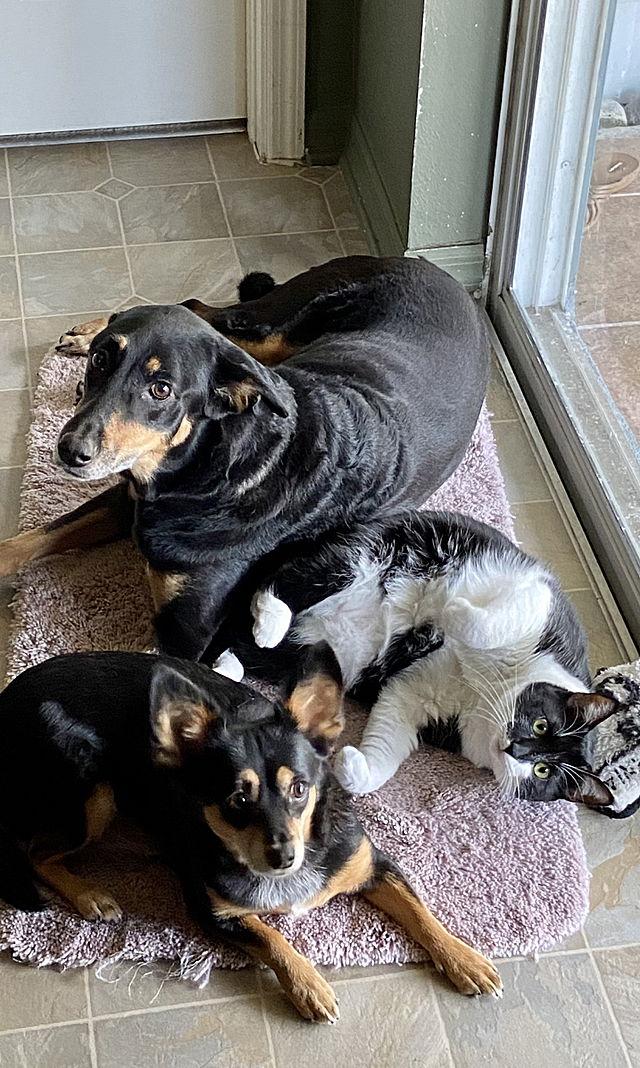 Enlarge Katara, a Adoptable Domestic Short Hair in Tampa, FL image 3/3