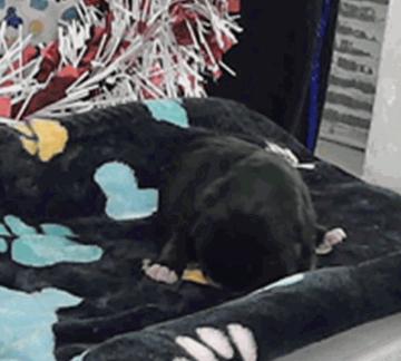 Silas, ADOPTABLE, Puppy Male Siberian Husky.