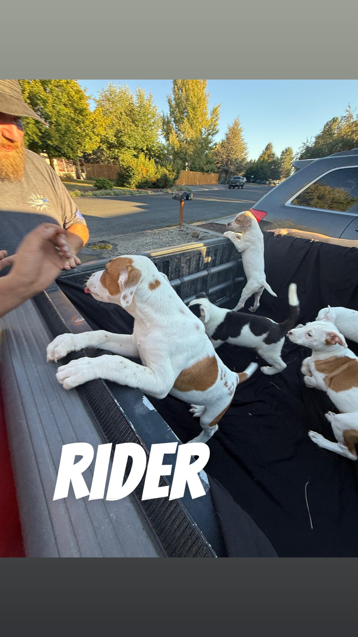 Rider, Adoptable, Young Male Australian Cattle Dog / Blue Heeler & Pit Bull Terrier.