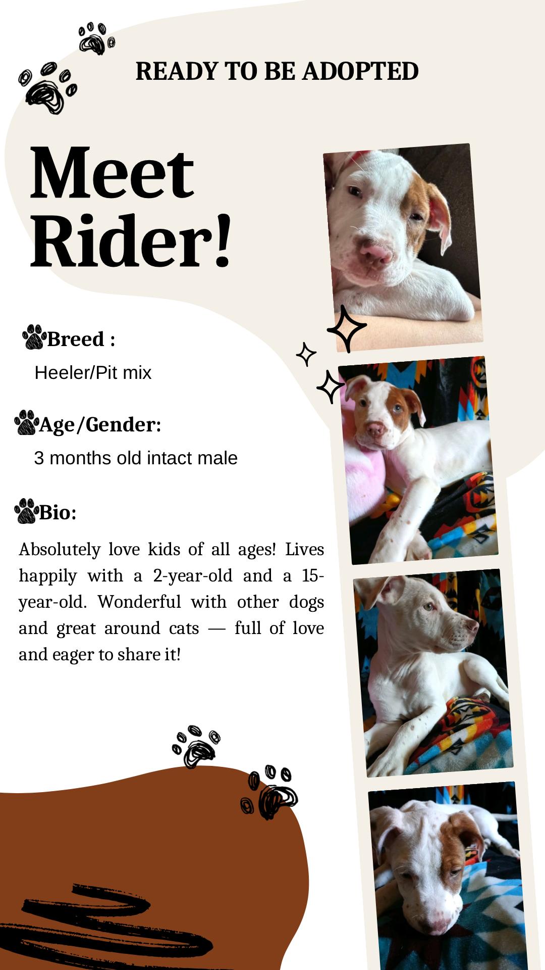 Enlarge Rider, a Adoptable mixed breed in Klamath Falls, OR image 1/2
