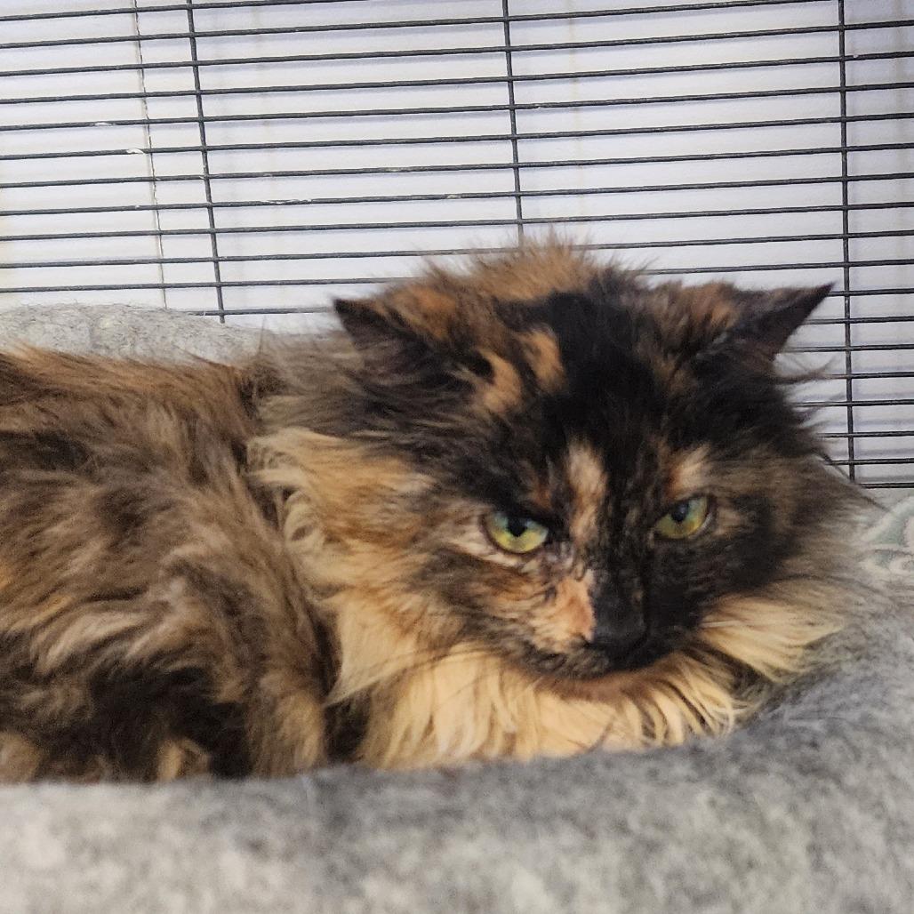 Tika, Adoptable, Adult Female Domestic Long Hair.