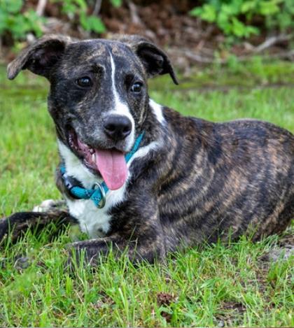 Parker, Adoptable, Adult Male Plott Hound & Mixed Breed.