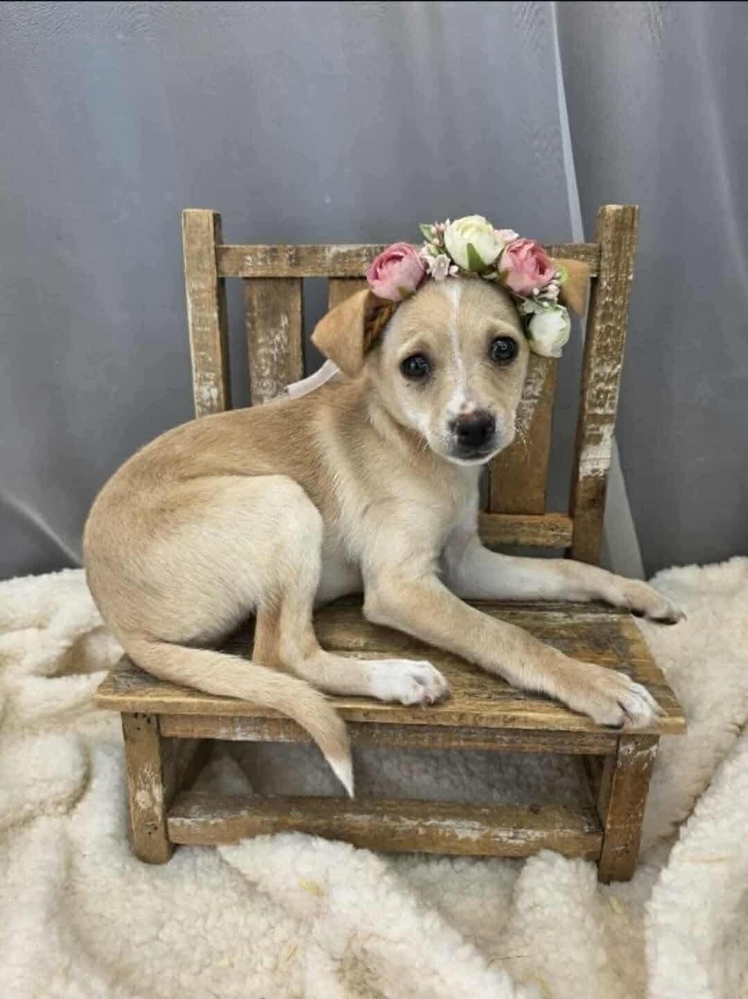 Lovey Boo, ADOPTABLE, Puppy Female Feist & Chihuahua.