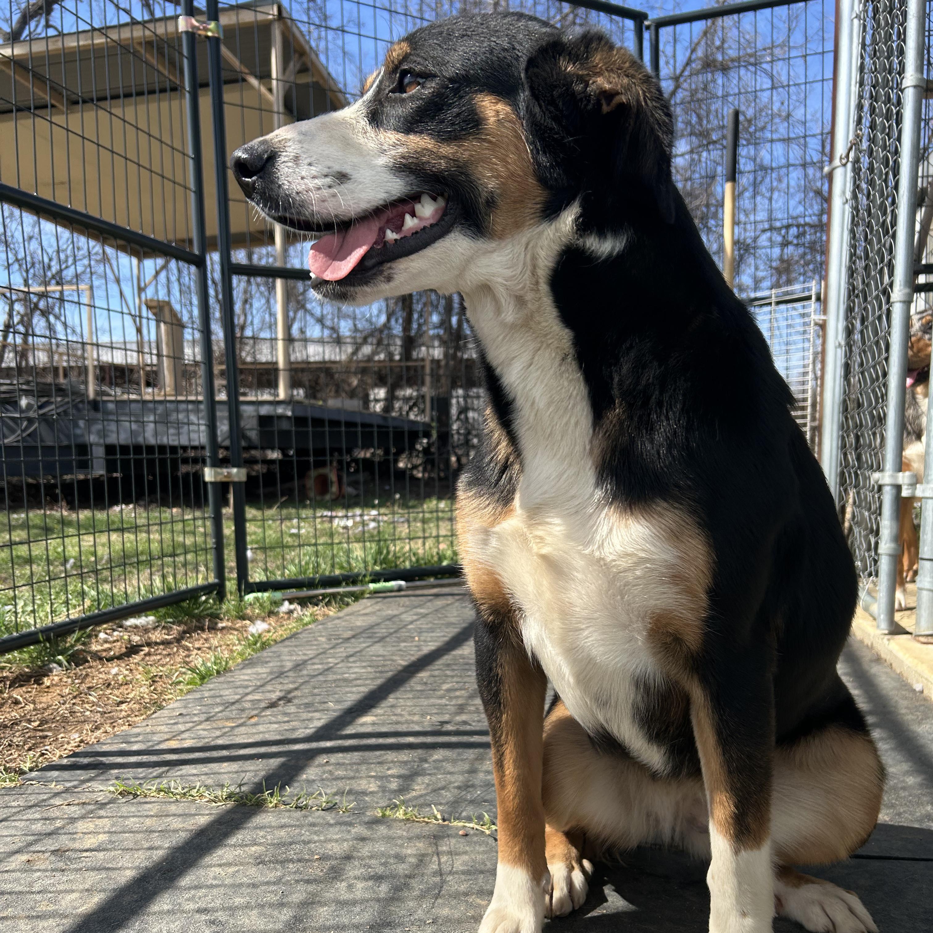 Enlarge Panda, an adoptable mixed breed in Llano, TX image 3/4