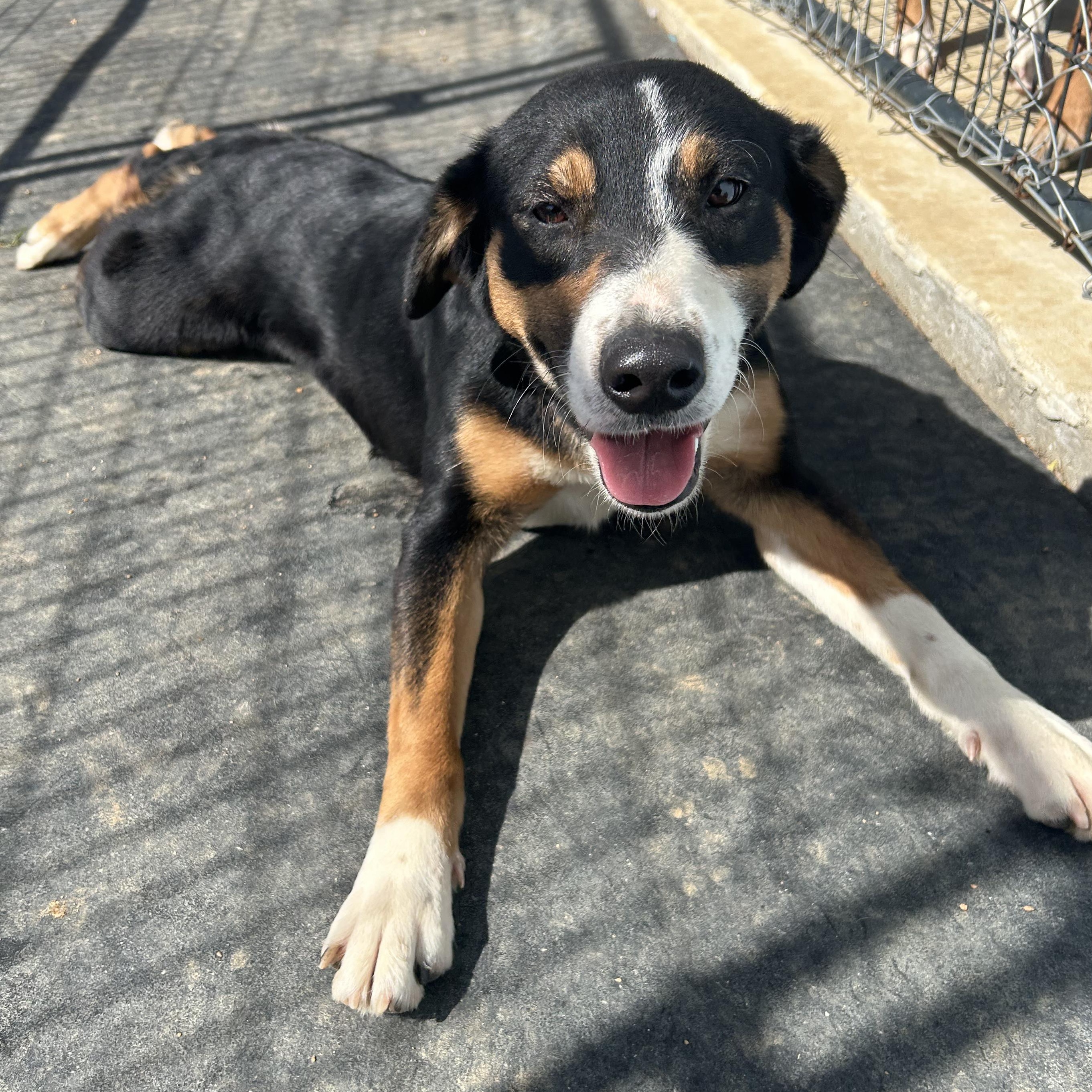 Enlarge Panda, an adoptable mixed breed in Llano, TX image 1/4