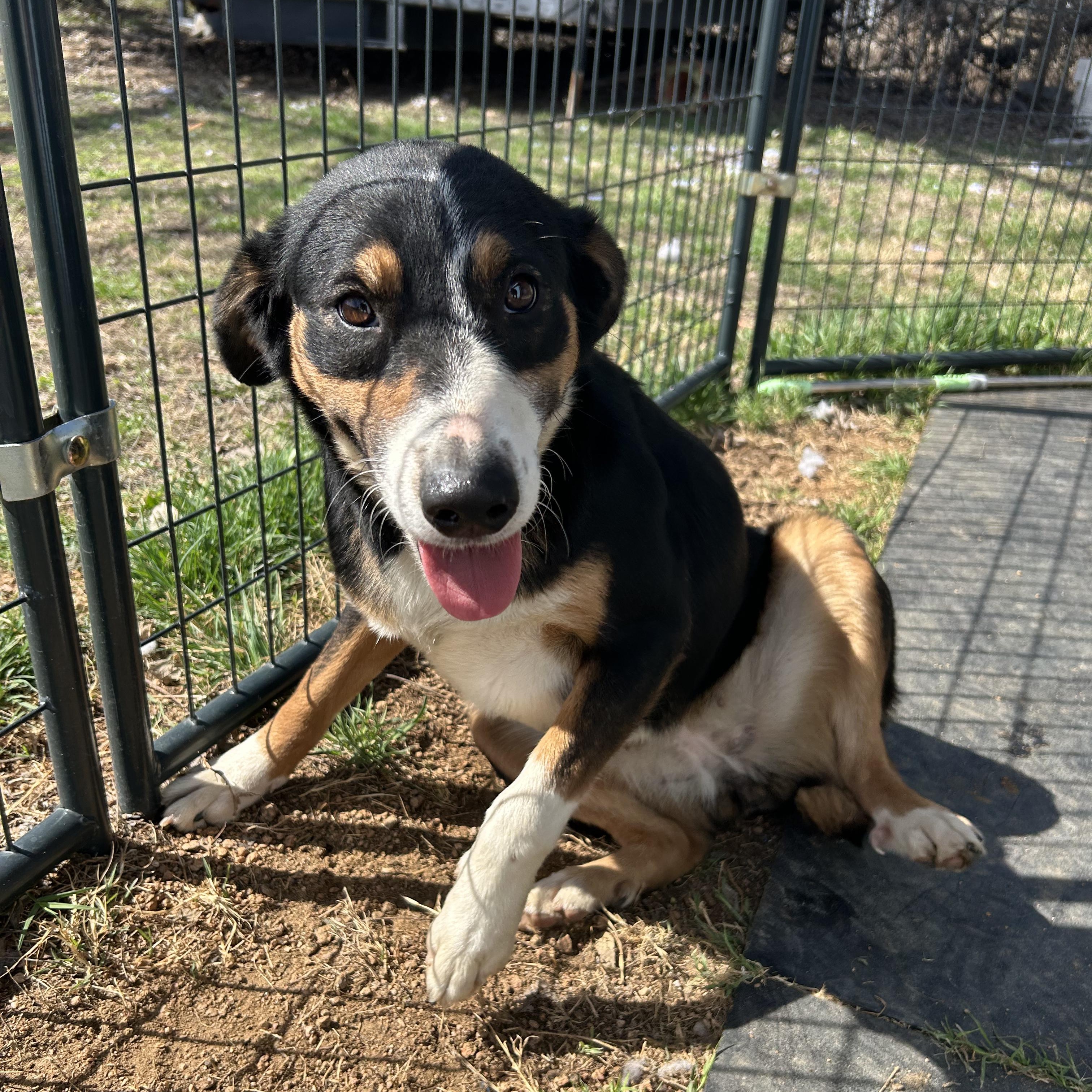 Enlarge Panda, an adoptable mixed breed in Llano, TX image 2/4