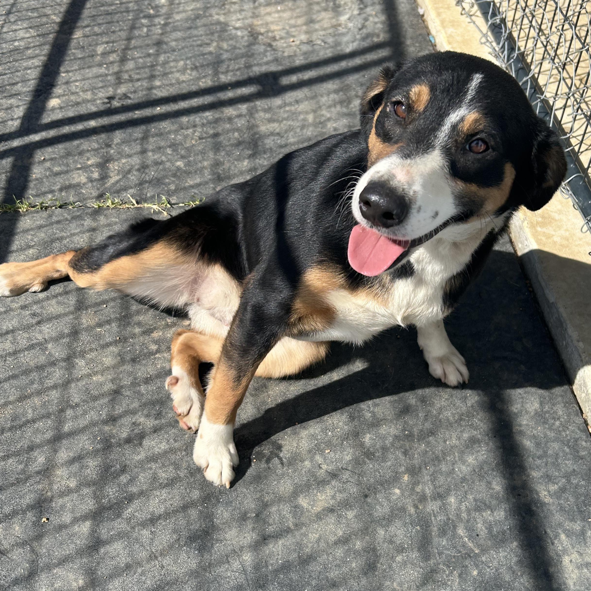 Enlarge Panda, an adoptable mixed breed in Llano, TX image 4/4