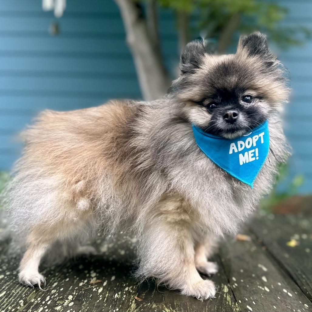 Root Beer, Adoptable, Senior Female Pomeranian.