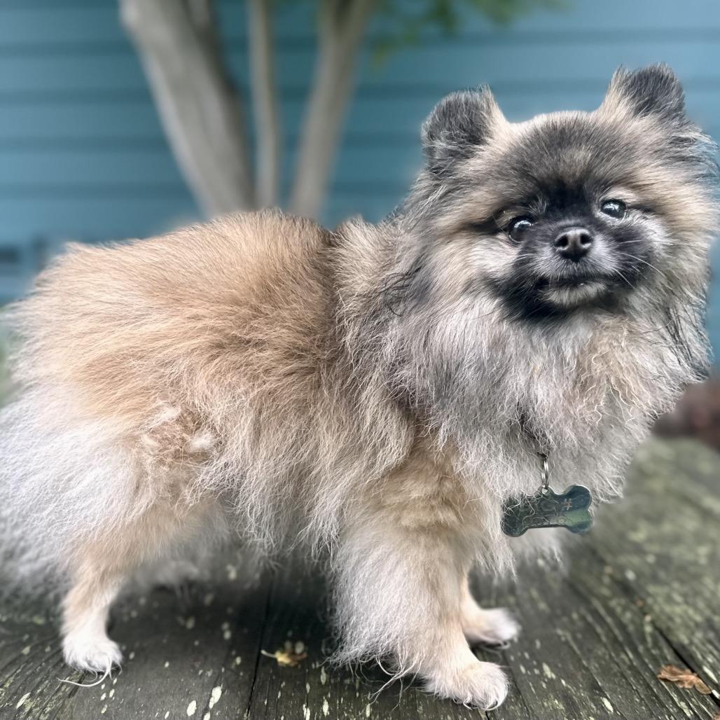 Enlarge Root Beer, a Adoptable Pomeranian in Pacific Grove, CA image 2/5