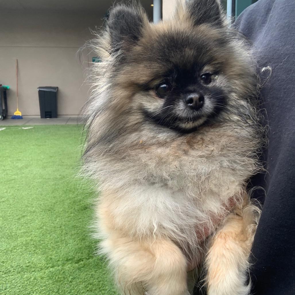 Enlarge Root Beer, a Adoptable Pomeranian in Pacific Grove, CA image 3/5