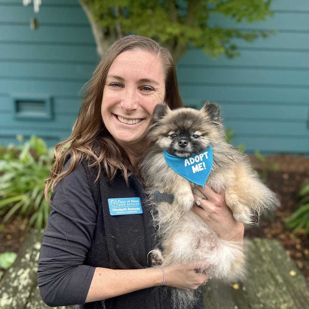 Enlarge Root Beer, a Adoptable Pomeranian in Pacific Grove, CA image 4/5