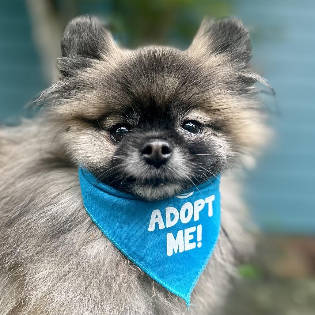 Enlarge Root Beer, a Adoptable Pomeranian in Pacific Grove, CA image 5/5