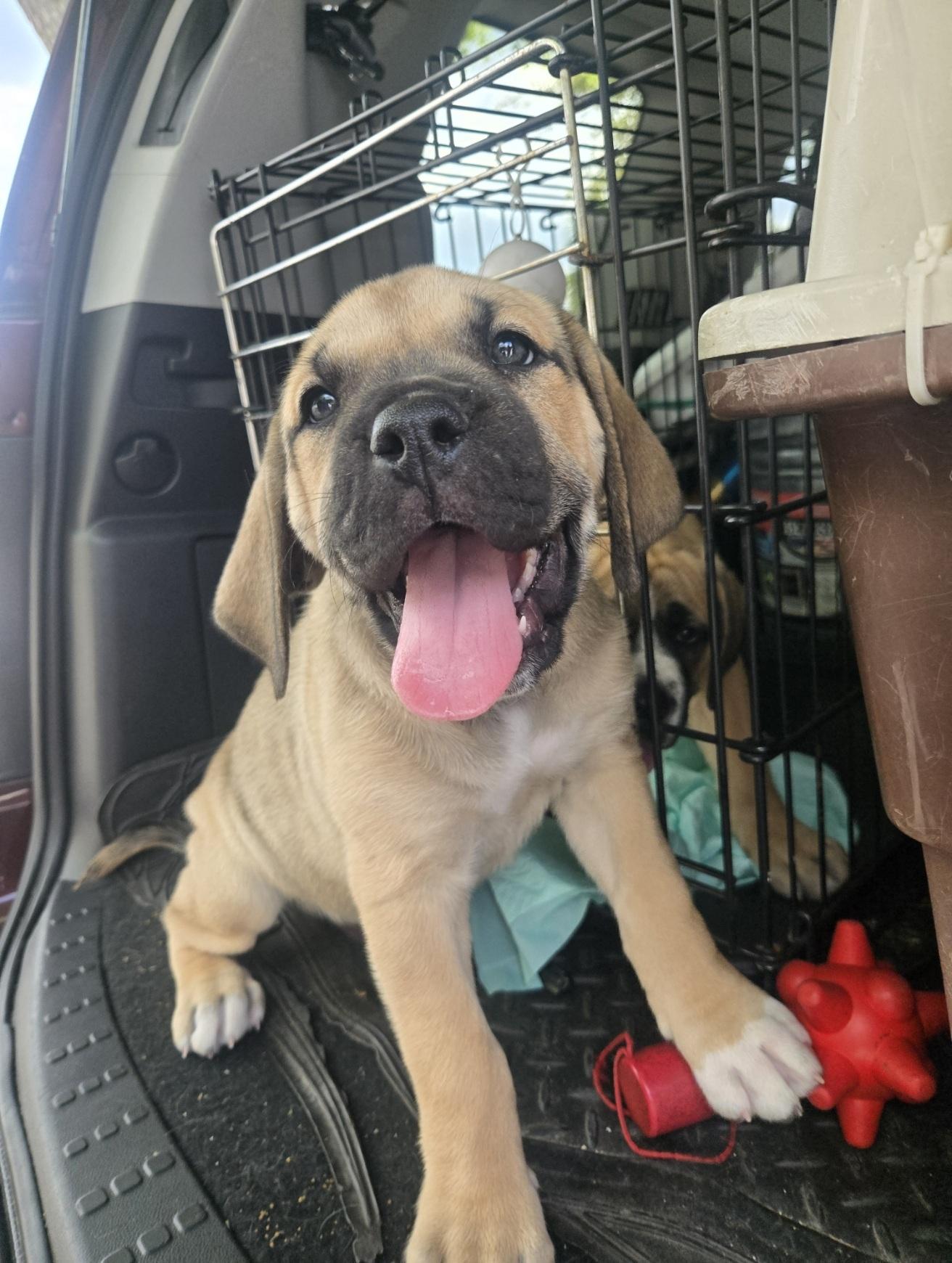 Enlarge Boulder, an adopted mixed breed in Orlando, FL image 3/6