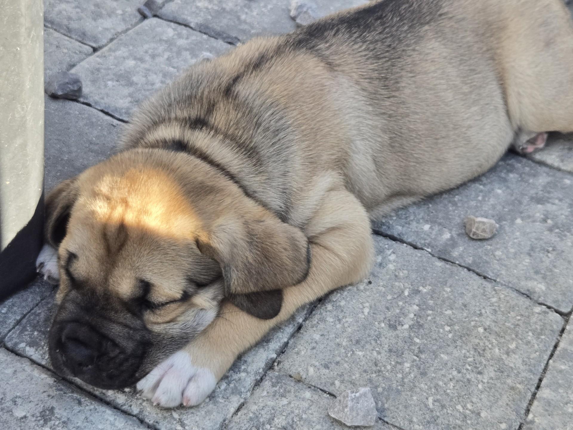 Enlarge Boulder, an adopted mixed breed in Orlando, FL image 6/6
