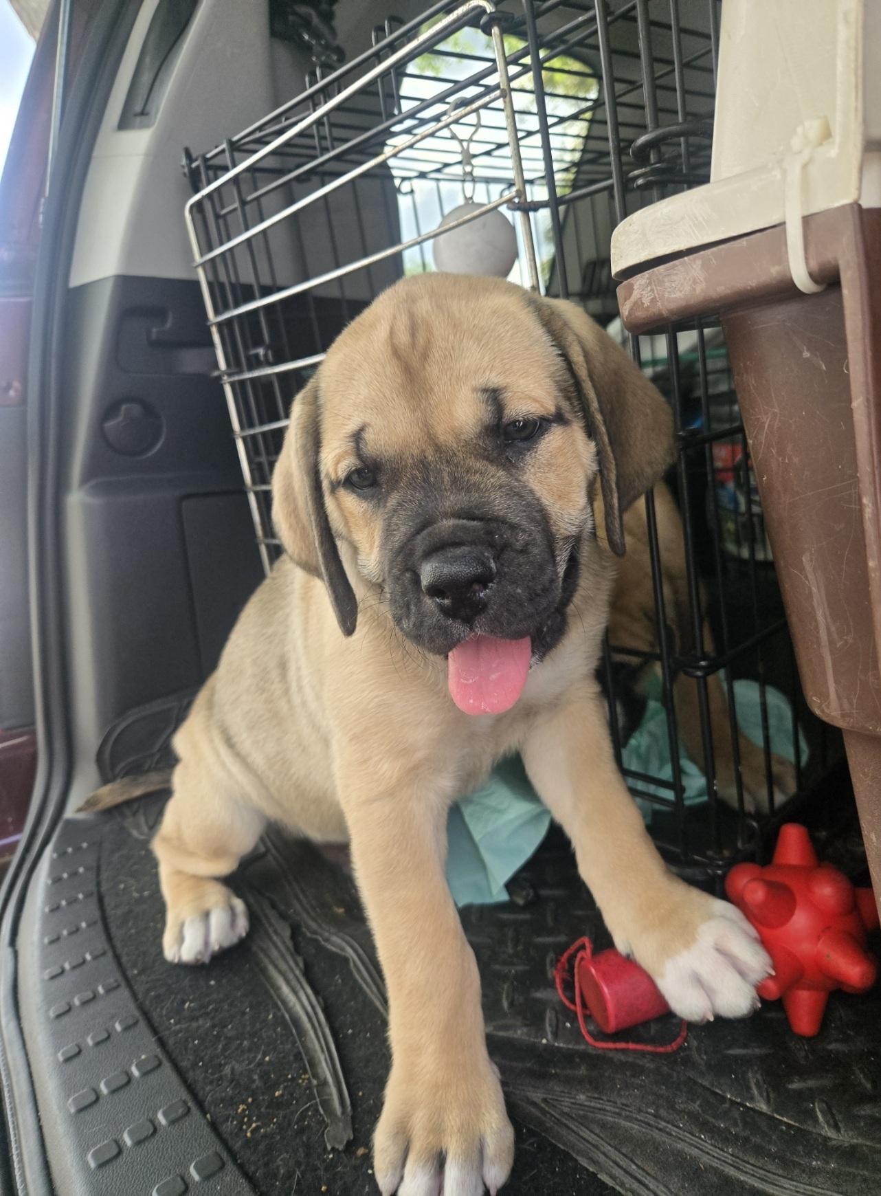 Enlarge Boulder, an adopted mixed breed in Orlando, FL image 5/6