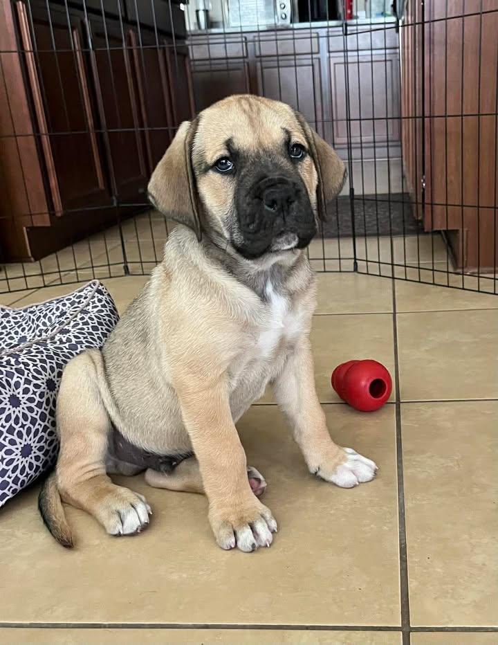 Enlarge Boulder, an adopted mixed breed in Orlando, FL image 2/6