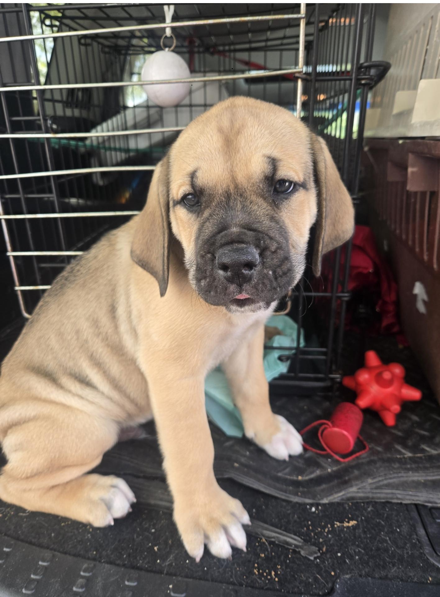 Boulder, adopted, Puppy Male Boxer & American Bulldog.