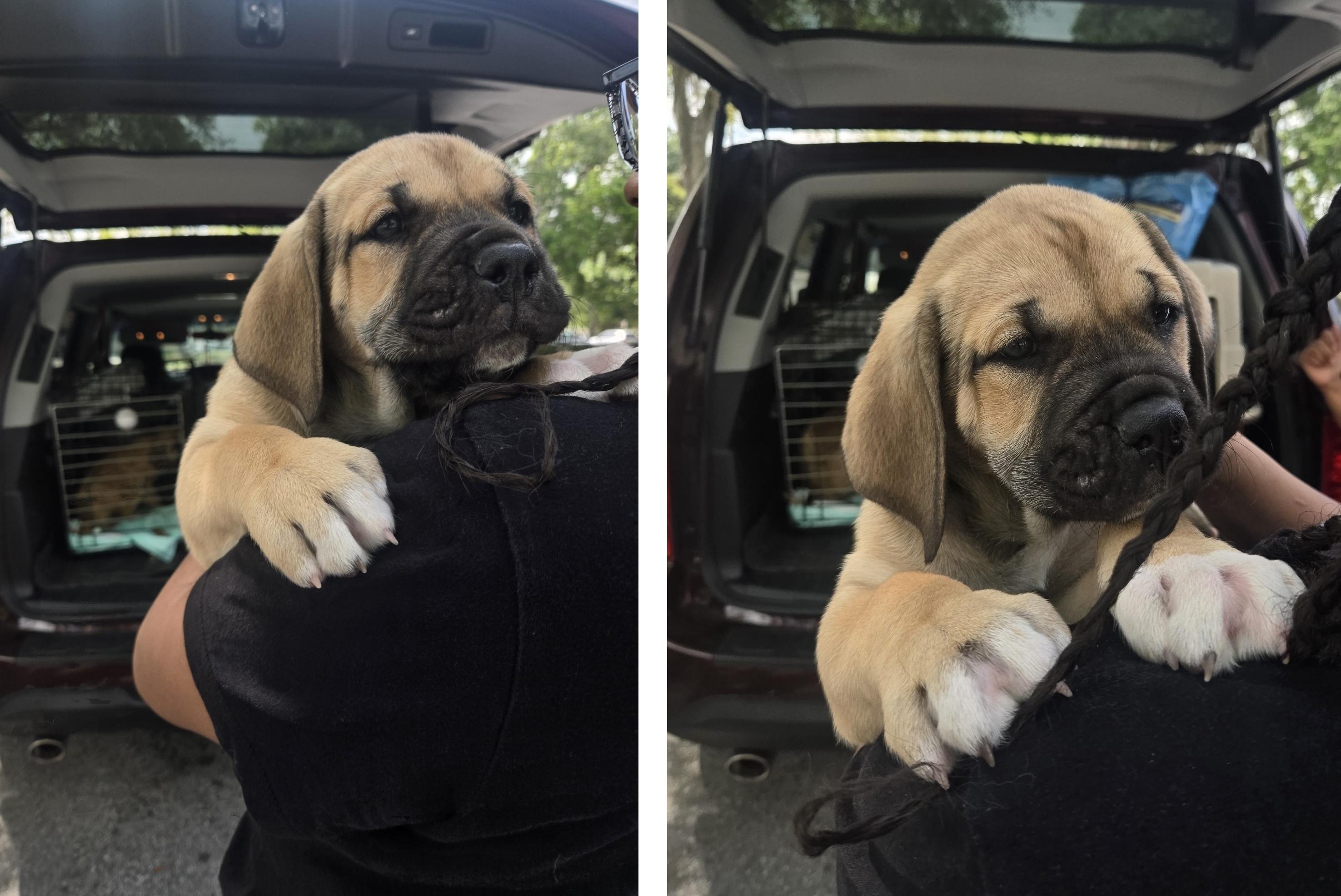 Enlarge Boulder, an adopted mixed breed in Orlando, FL image 4/6