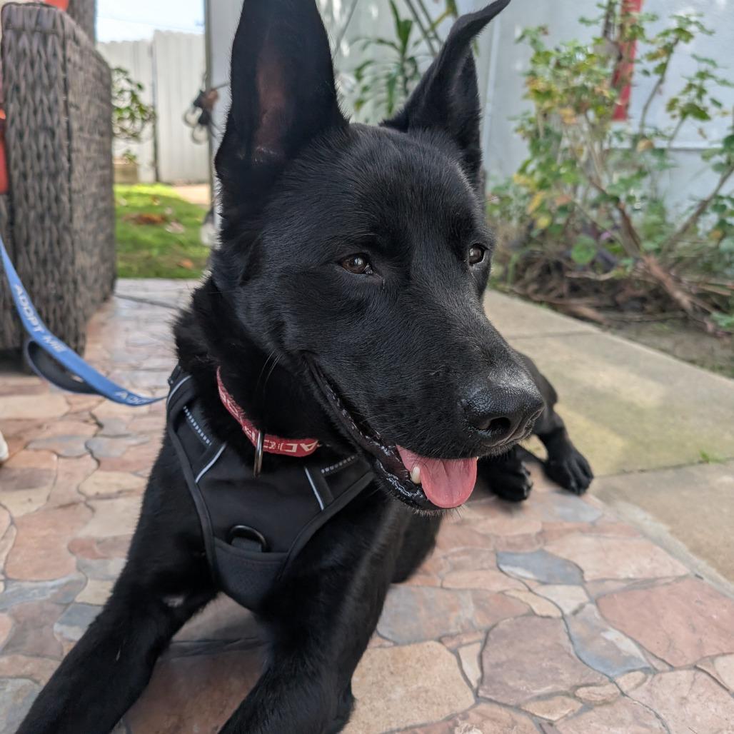 Enlarge Strider, a Adoptable German Shepherd Dog in Pasadena, CA image 1/6