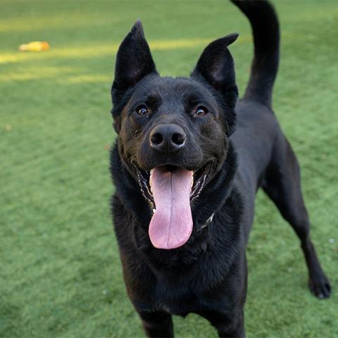 Strider, Adoptable, Adult Male German Shepherd Dog.