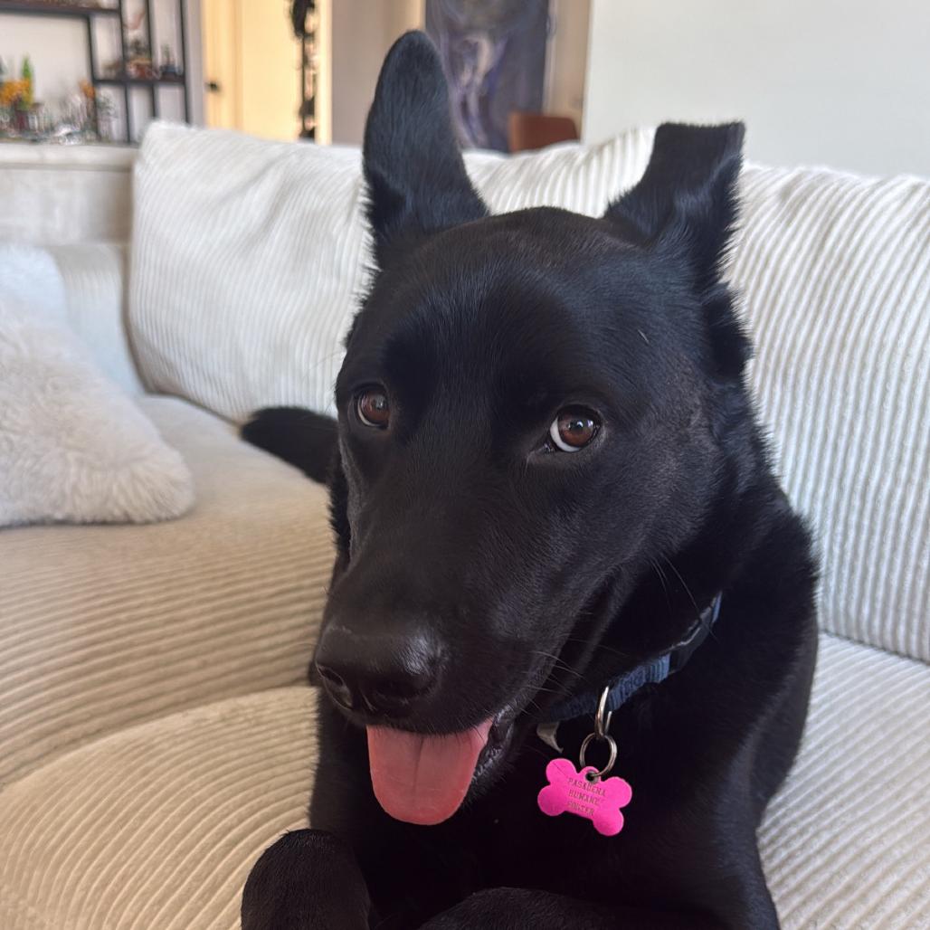 Enlarge Strider, a Adoptable German Shepherd Dog in Pasadena, CA image 3/6