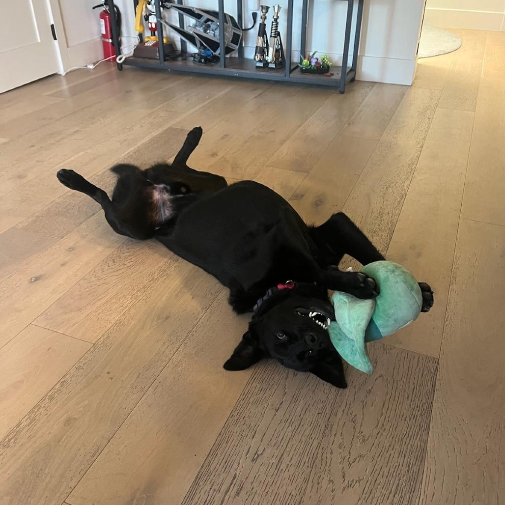 Enlarge Strider, a Adoptable German Shepherd Dog in Pasadena, CA image 4/6