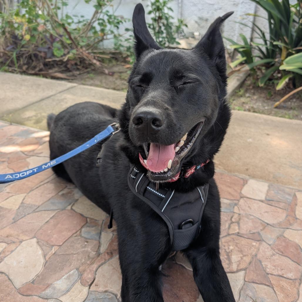 Enlarge Strider, a Adoptable German Shepherd Dog in Pasadena, CA image 5/6