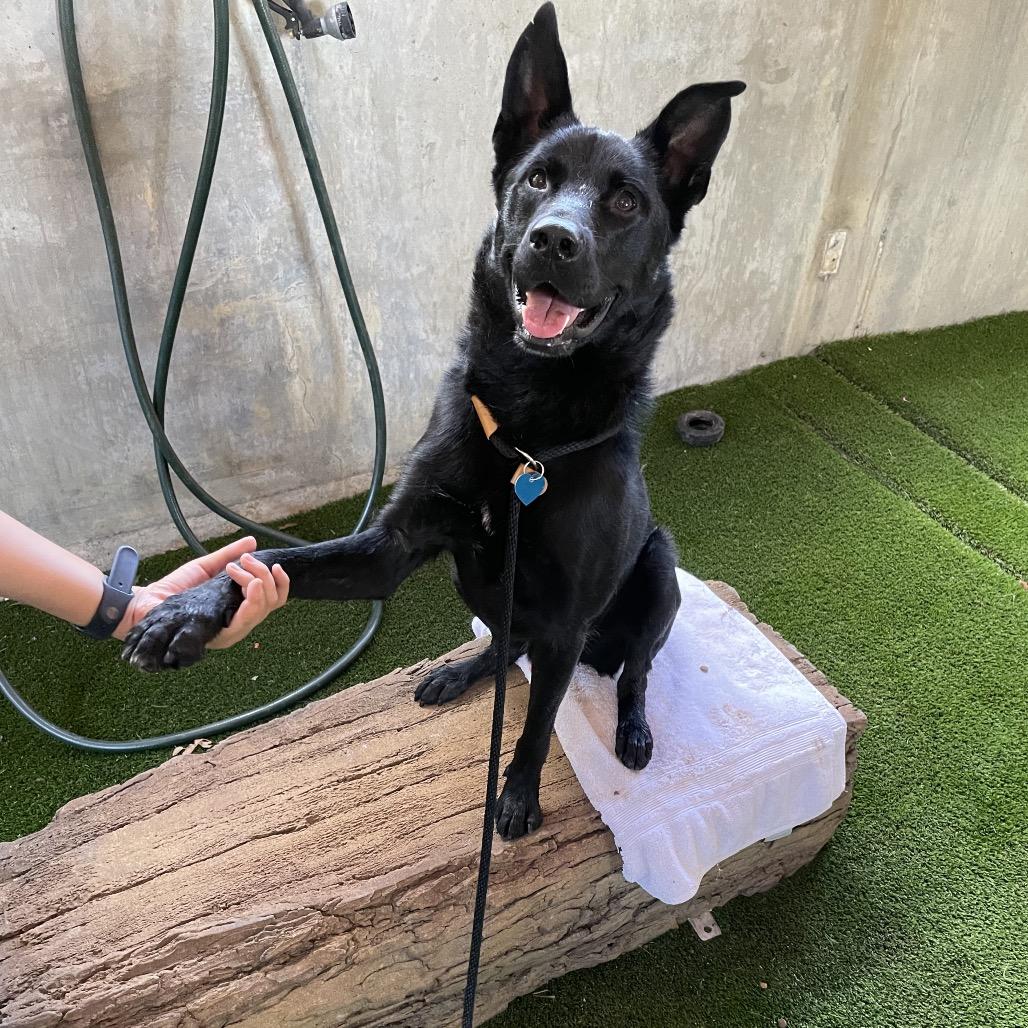 Enlarge Strider, a Adoptable German Shepherd Dog in Pasadena, CA image 4/6