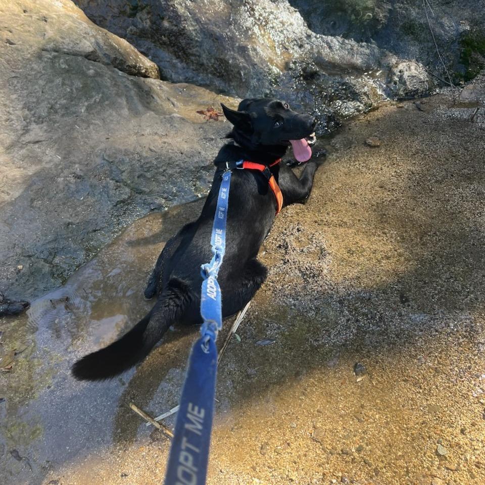 Enlarge Strider, a Adoptable German Shepherd Dog in Pasadena, CA image 6/6
