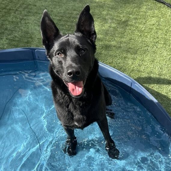Enlarge Strider, a Adoptable German Shepherd Dog in Pasadena, CA image 6/6