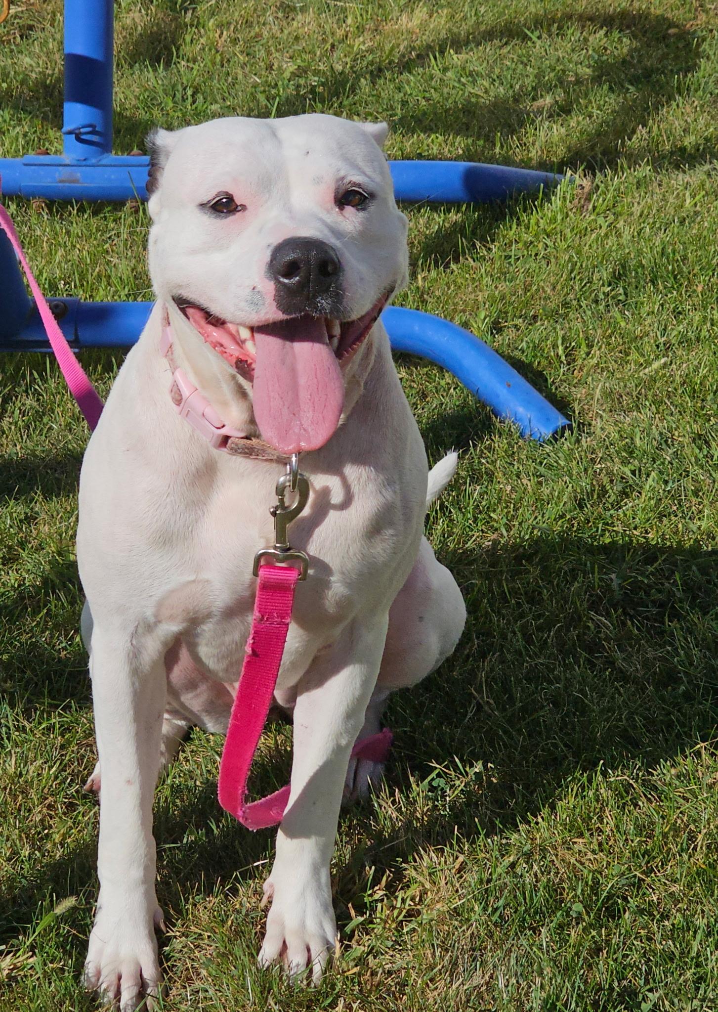 Enlarge Lily, a Adopted mixed breed in merrillville, IN image 1/6