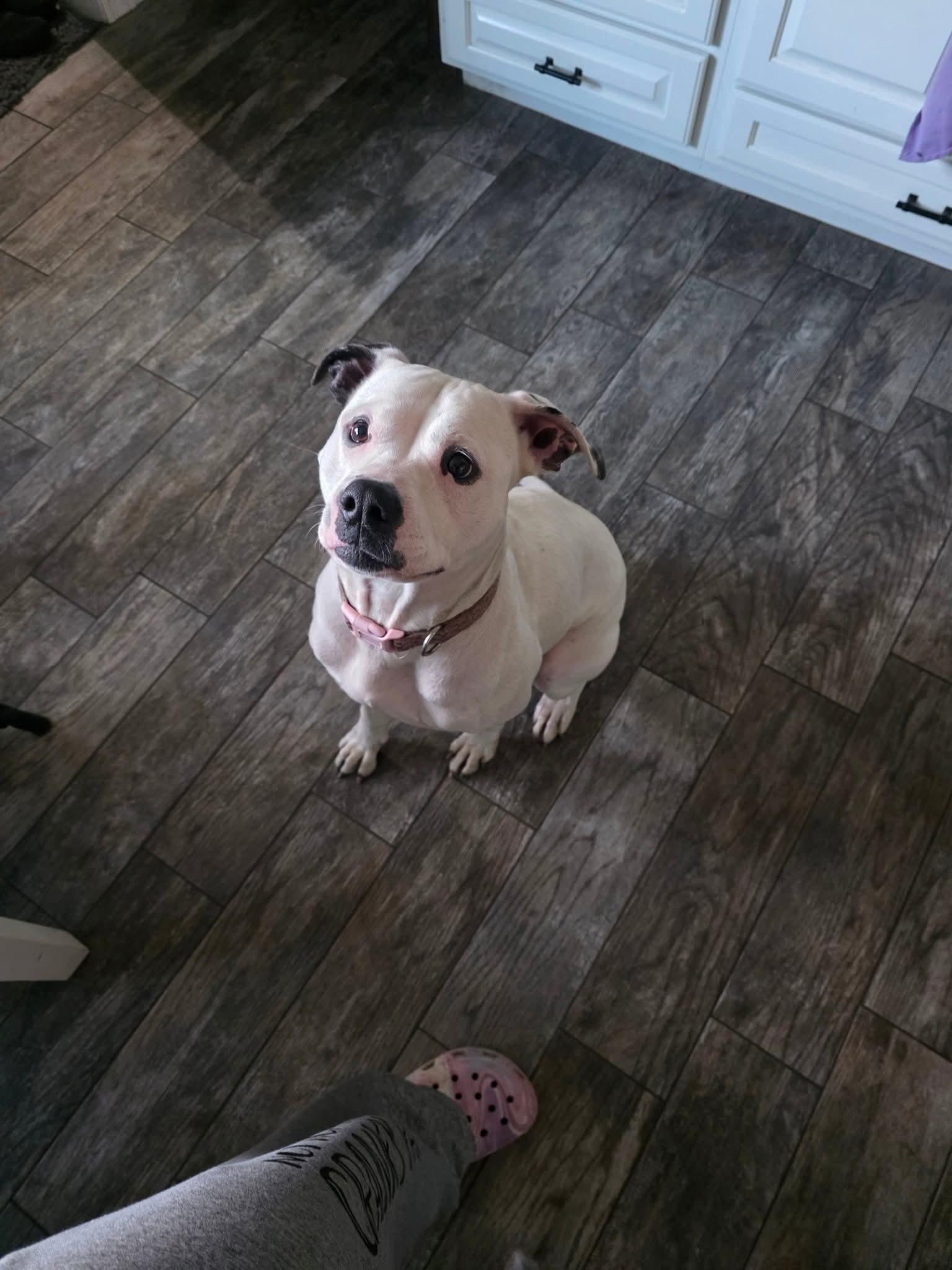 Enlarge Lily, a Adopted mixed breed in merrillville, IN image 2/6