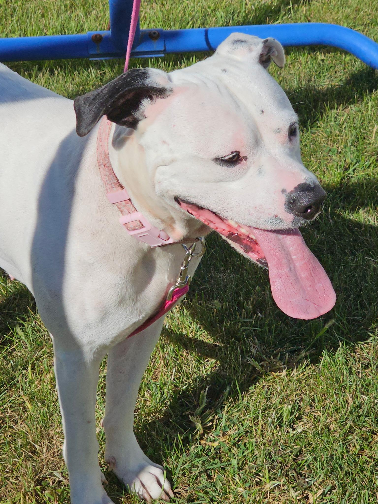 Enlarge Lily, a Adopted mixed breed in merrillville, IN image 3/6