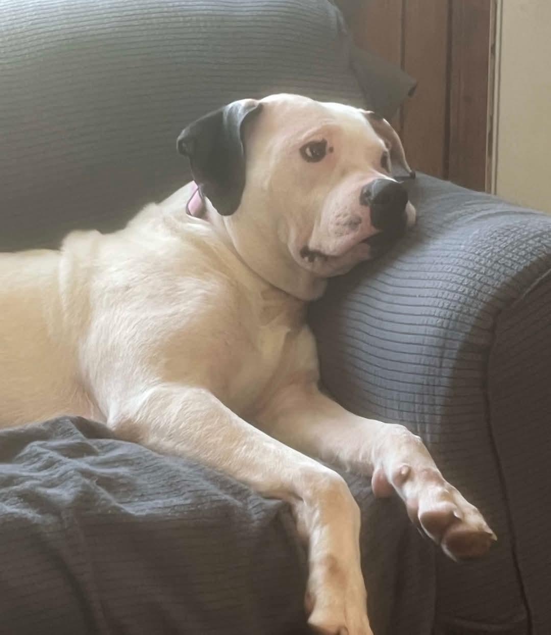 Enlarge Lily, a Adopted mixed breed in merrillville, IN image 4/6