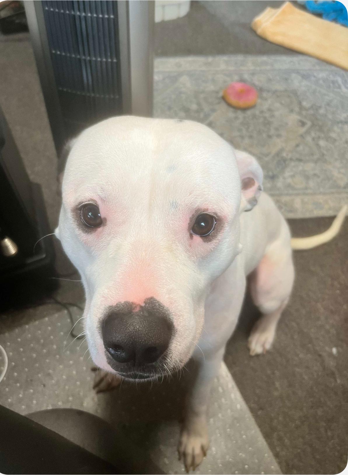 Enlarge Lily, a Adopted mixed breed in merrillville, IN image 5/6