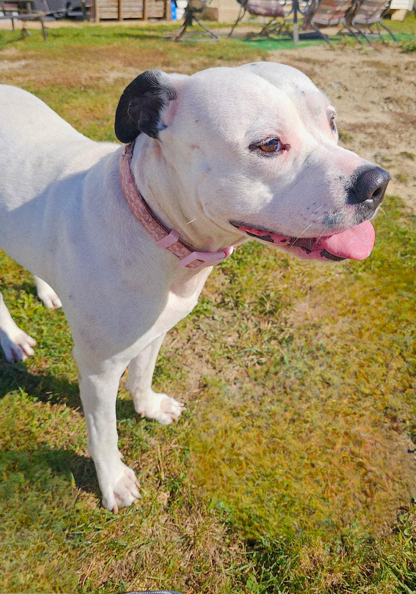 Enlarge Lily, a Adopted mixed breed in merrillville, IN image 6/6