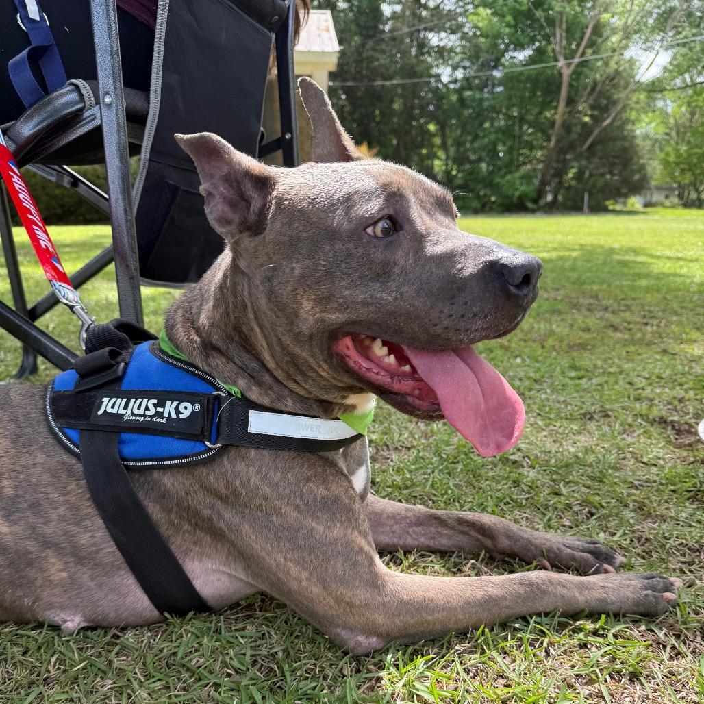 Enlarge Pepper-Adoption Fee SPONSORED!, a Adoptable Mixed Breed in Alabaster, AL image 5/5