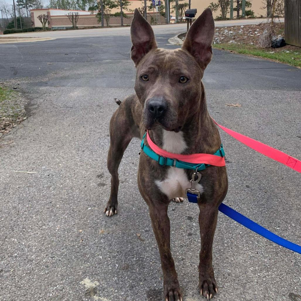 Enlarge Pepper, a Adoptable Mixed Breed in Alabaster, AL image 6/6