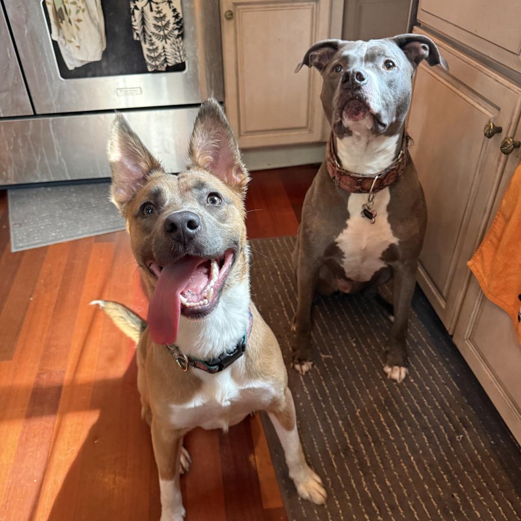 Enlarge Artemis, a ADOPTABLE mixed breed in Chicago, IL image 5/6