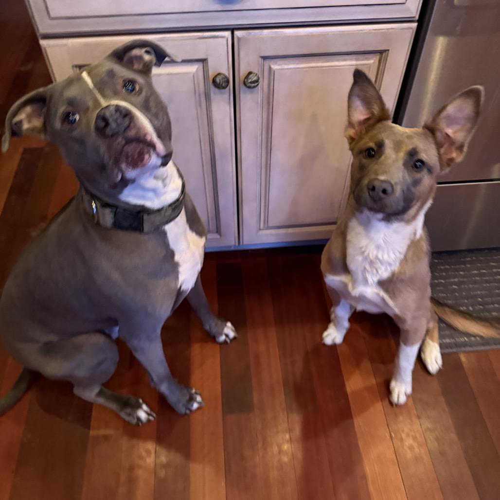 Enlarge Artemis, a ADOPTABLE mixed breed in Chicago, IL image 2/3