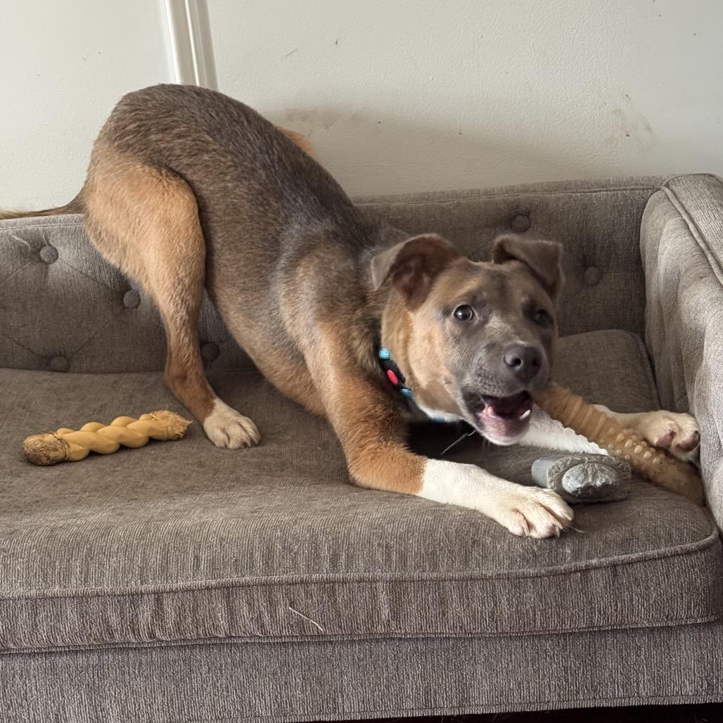 Enlarge Artemis, a ADOPTABLE mixed breed in Chicago, IL image 3/3