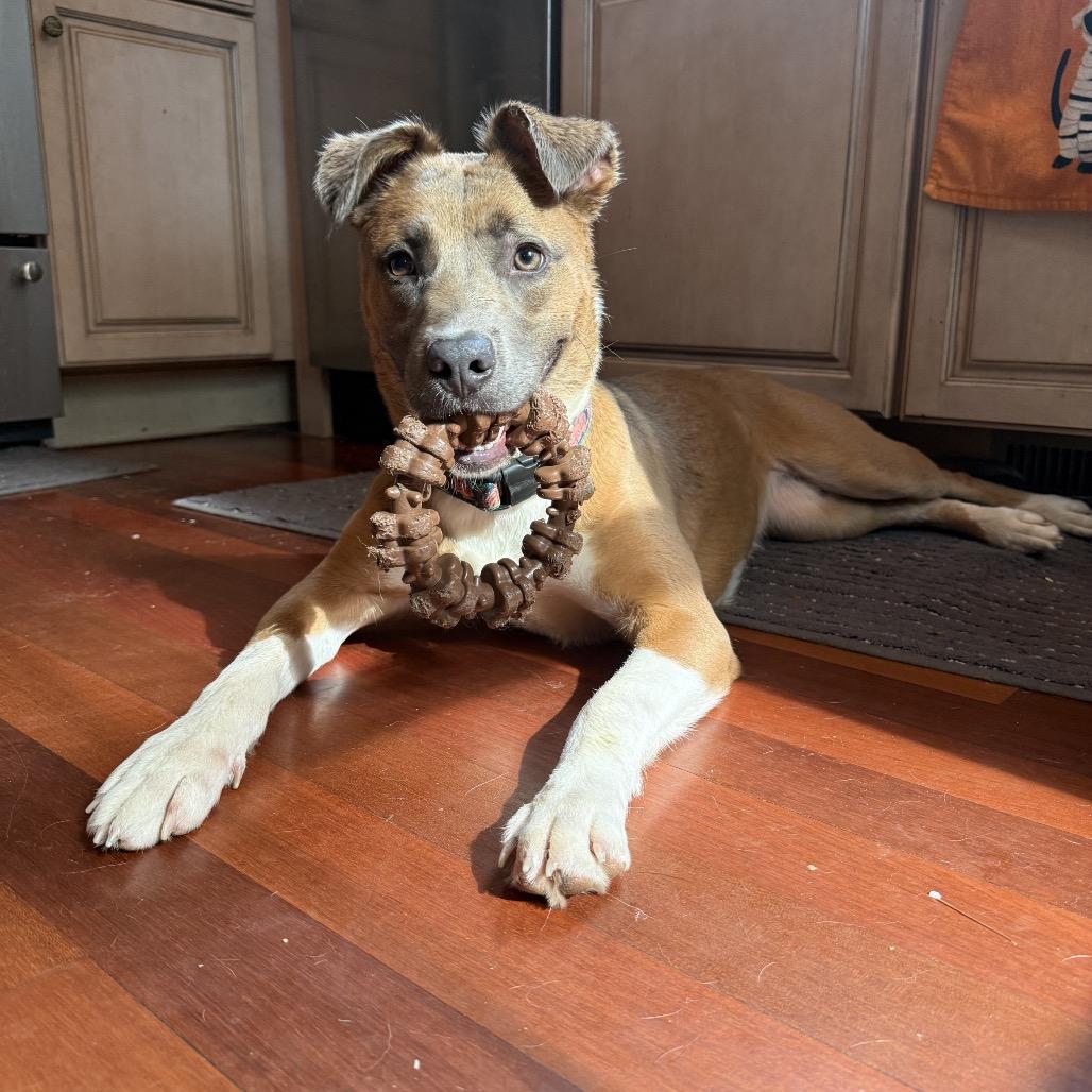 Artemis, ADOPTABLE, Young Female Shepherd.