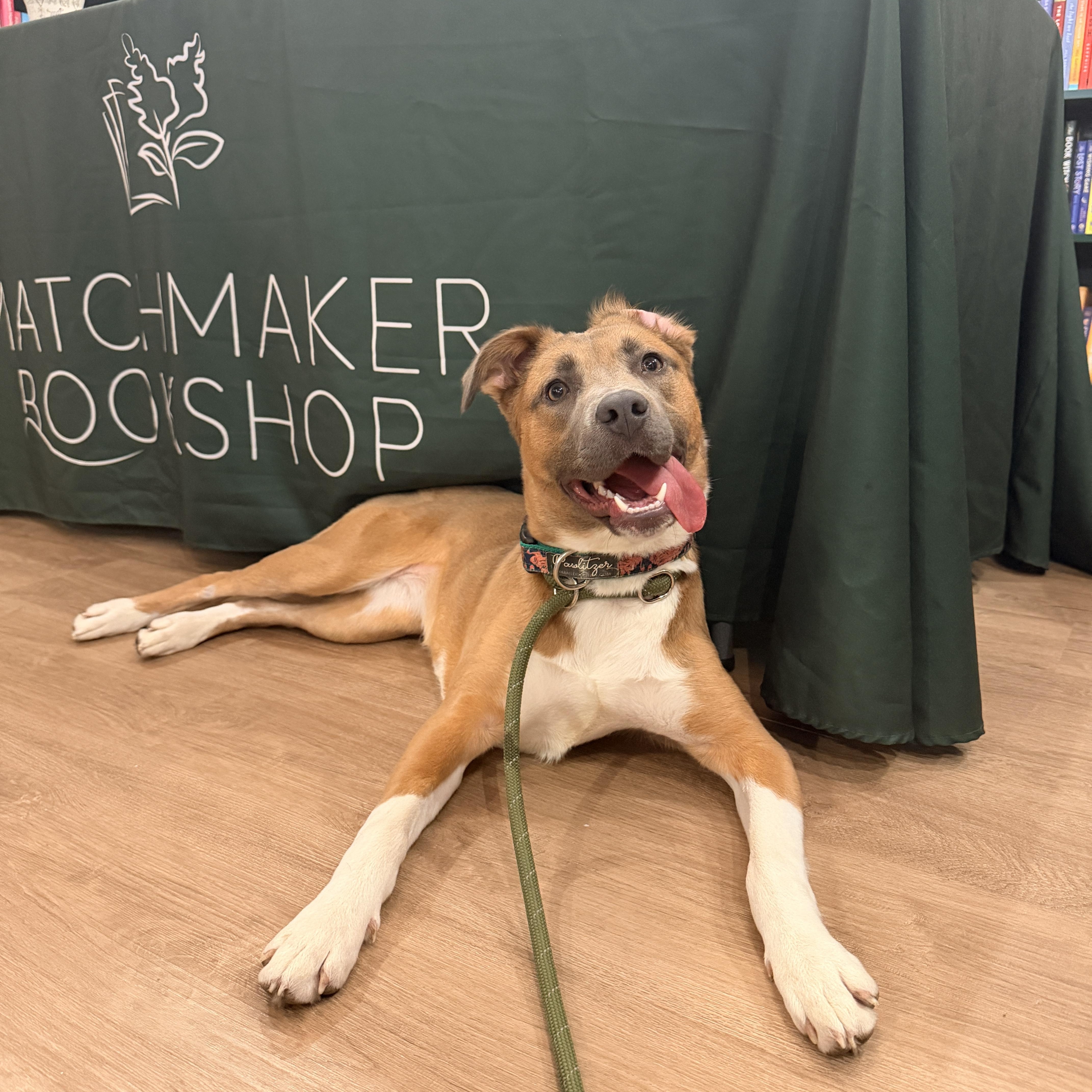 Artemis, a ADOPTABLE mixed breed in Chicago, IL image 2/5